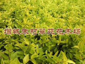 黄连翘价格|”**黄连翘价格|“广东价格-黄连翘 