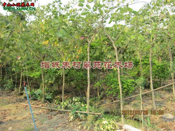 紫荆供应商-|广东紫荆|