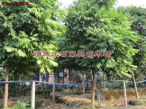 大量优质仁面子供应”优质仁面子：广东优质仁面子 