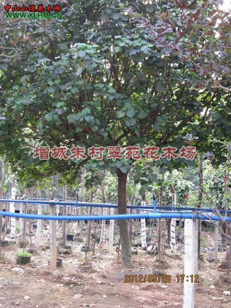 黄槿14-16cm|”广州黄槿基地|“黄槿批发商-| 