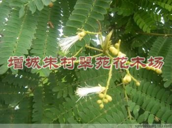 出售广东南洋楹“|广东南洋楹价格-|广东南洋楹：南洋楹 