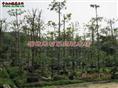 批发杜英|”广东杜英“广东杜英基地-杜英 