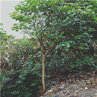 广东黄槿批发，广东黄槿，增城黄槿