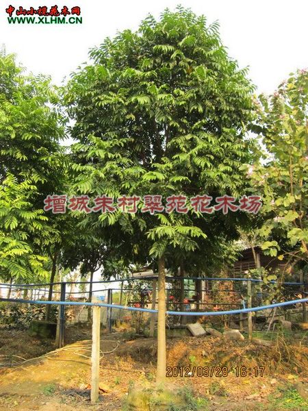 销售广东仁面子|“广东仁面子：广东仁面子基地 