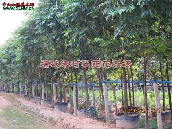 出售广东仁面子|”广东仁面子基地-仁面子批发商 