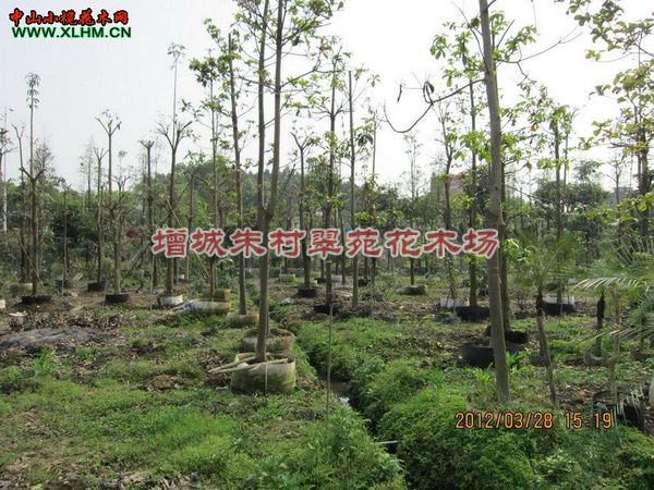 杜英12-15cm|”广东杜英-广州杜英价格|“ 