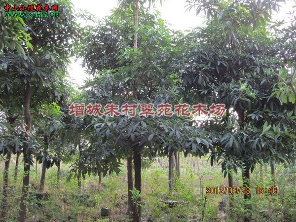 供应盆架子15-17cm：广东盆架子|‘广东盆架子基地 