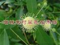 水杨梅价格&广东水杨梅基地“广东水杨梅价格-水杨梅 