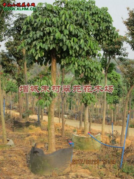 秋枫10-12cm”|供应10-12cm秋枫“广东秋枫基地 