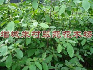 莫氏榄仁|”广东莫氏榄仁“广东莫氏榄仁基地-” 