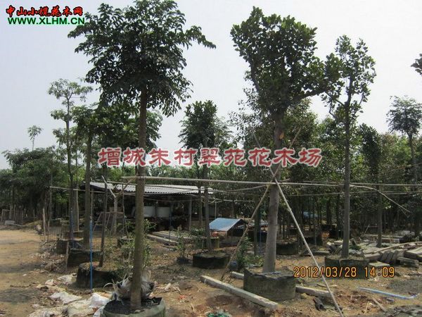 广州树菠萝”树菠萝供应商-供应广州树菠萝：树菠萝 