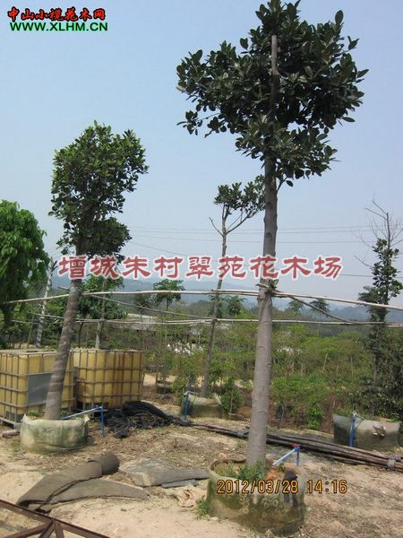 广东树菠萝|“广东树菠萝基地-树菠萝： 