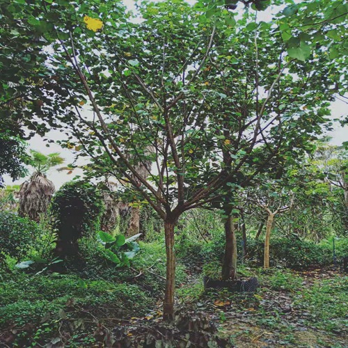 广东黄槿基地，广东黄槿，批发黄槿