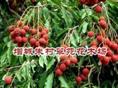 荔枝树“；广东荔枝树”广东荔枝树基地：批发荔枝树 