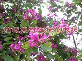 大量优质红花紫荆批发|“广东红花紫荆|”红花紫荆 