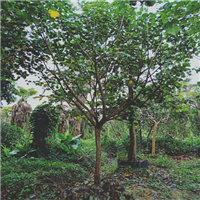 广东黄槿基地，广东黄槿，批发黄槿