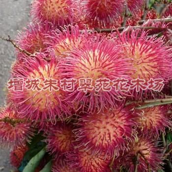 广东毛丹树|“广东毛丹树基地：毛丹树-|广东毛丹树基地 