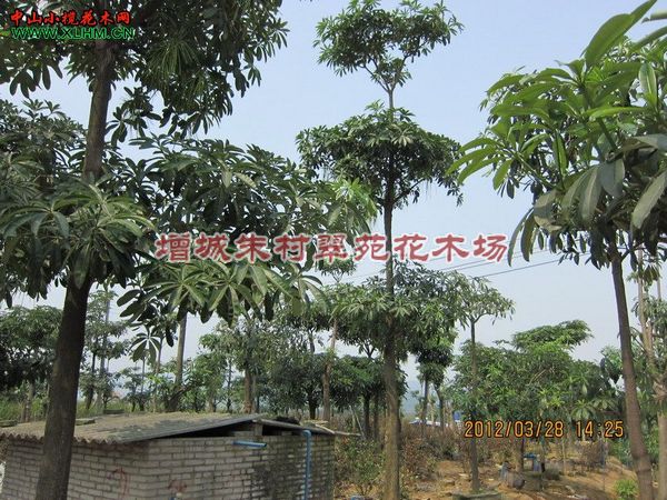 盆架子15-16cm|”广东盆架子基地-盆架子批发商 