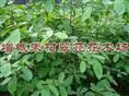 莫氏榄仁|”广东莫氏榄仁“广东莫氏榄仁基地-” 