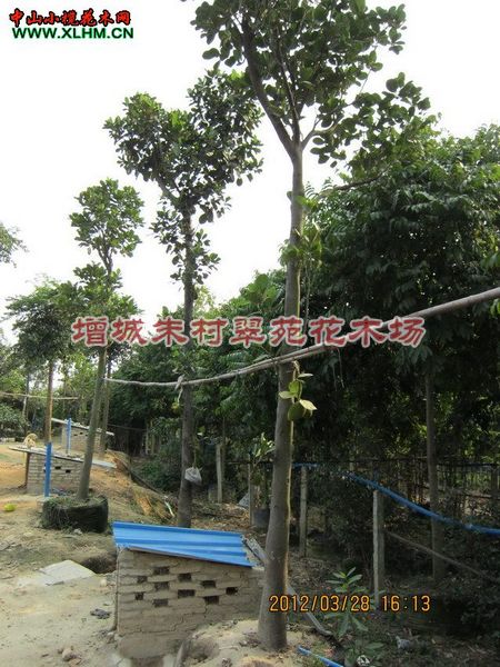 出售广东树菠萝|”树菠萝|“广东树菠萝基地- 