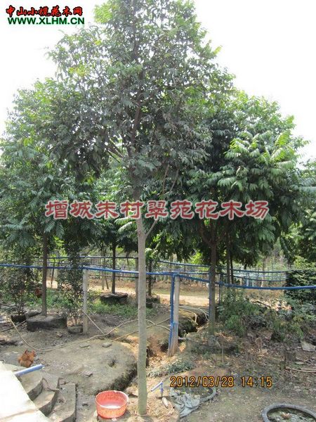 批发广东仁面子“仁面子-|广东仁面子基地-广东仁面子 