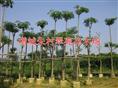 广东盆架子基地*广州盆架子批发 