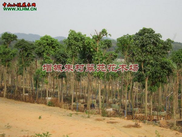 广东秋枫基地【秋枫供应商】广东秋枫价格-供应秋枫 