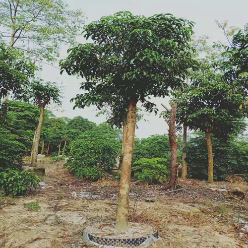 广东哪里有秋枫卖？广东秋枫，广州秋枫 