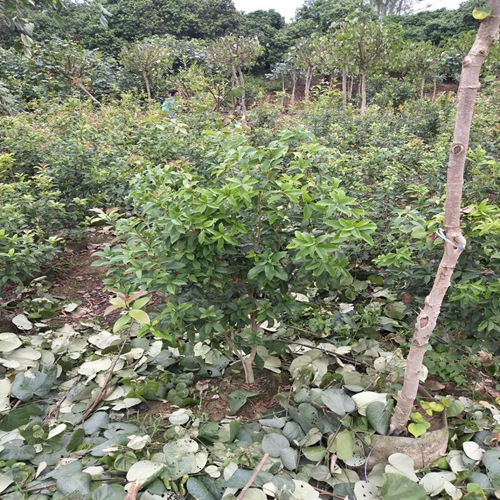 广州桂花苗价格，广州桂花苗，供应桂花苗