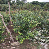 中山桂花苗，珠海桂花苗，广东桂花苗