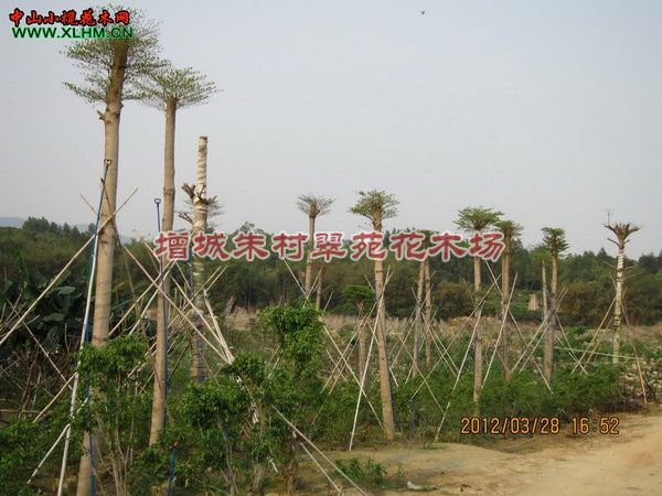 细叶榄仁供应商|”广东细叶榄仁：广州细叶榄仁-|细叶榄仁 
