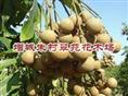 龙眼树|“**龙眼树价格-广东龙眼”批发龙眼 