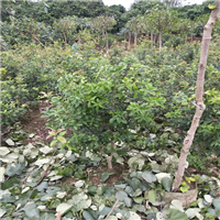 广州桂花苗价格，广州桂花苗，供应桂花苗