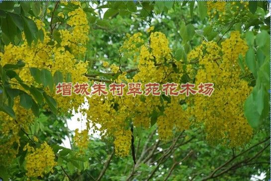 供应腊肠树|”广东腊肠树：广州腊肠树-腊肠树价格 