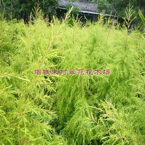 广州黄金香柳|”黄金香柳|“广州黄金香柳基地 