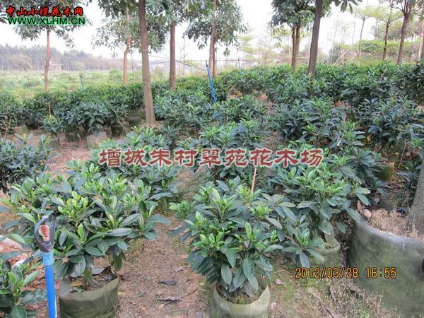 广州非洲茉莉|”广州非洲茉莉基地-非洲茉莉 