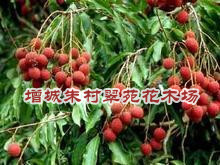 荔枝树“；广东荔枝树”广东荔枝树基地：批发荔枝树 
