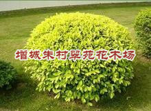 广东黄蓉球-、广州黄蓉球|”黄蓉球价格：广东黄蓉球基地 
