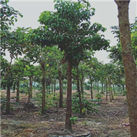 广东秋枫基地，广东秋枫，批发秋枫