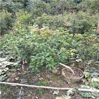 增城桂花苗，广州桂花苗，广东桂花苗