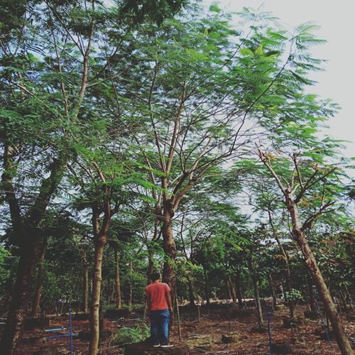 广东凤凰木基地，广东凤凰木价格