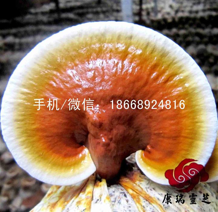 鲜灵芝