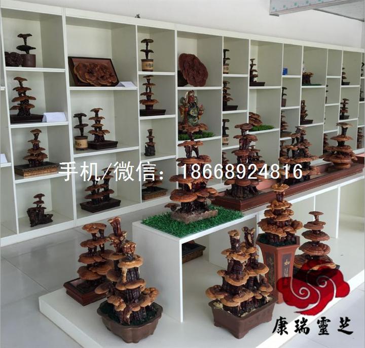 造型各异的灵芝盆景