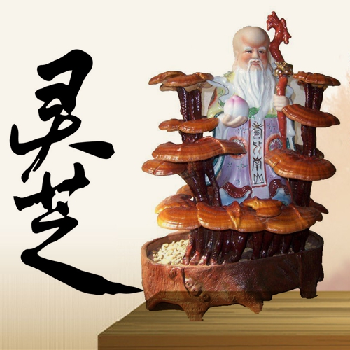 灵芝盆栽 灵芝盆景 “吉祥如意”活体灵芝盆景 