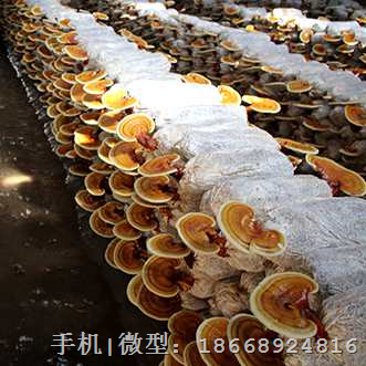灵芝菌种 灵芝栽培种 