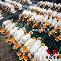 灵芝菌种 灵芝盆景菌种 