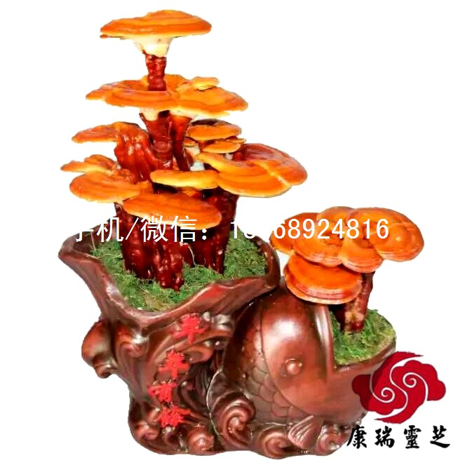 活体嫁接灵芝盆景 