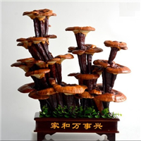 “吉祥如意”活体灵芝盆景 