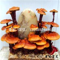 活体嫁接灵芝盆景批发 