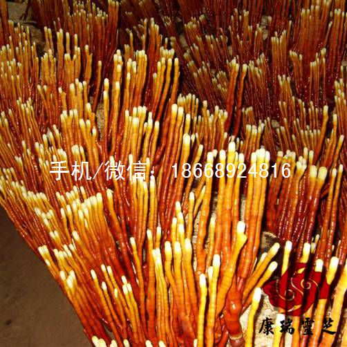批发泰山赤灵芝 鹿角灵芝